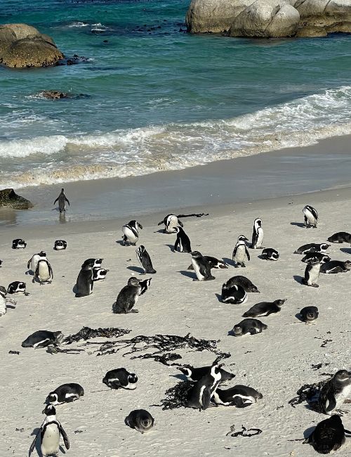 Cosa vedere fuori Cape Town?