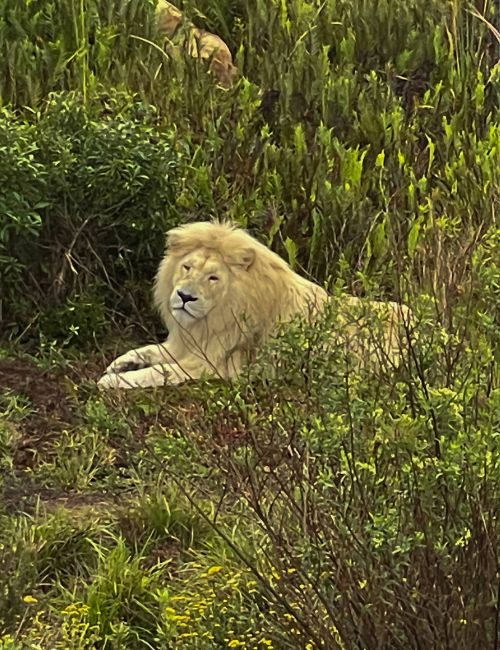 Cosa vedere in Sudafrica in 15 giorni