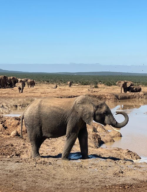 Tour Sudafrica