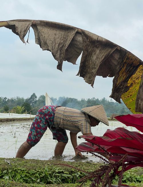Viaggio indonesia